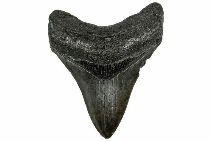 Serrated, Fossil Megalodon Tooth - South Carolina #321815